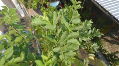 The tip of the Guava plant which consists of an arrangement of green leaves, sometimes flowers and fruit appear in the axils of the leaves, this species is of the guava crystal type.