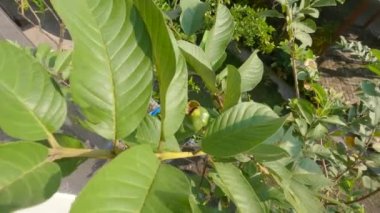 The tip of the Guava plant which consists of an arrangement of green leaves, sometimes flowers and fruit appear in the axils of the leaves, this species is of the guava crystal type.