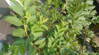 Yeşil yapraklardan oluşan Guava bitkisinin ucu, bazen yaprakların ekseninde çiçekler ve meyveler belirir, bu tür guava kristali tipindedir..