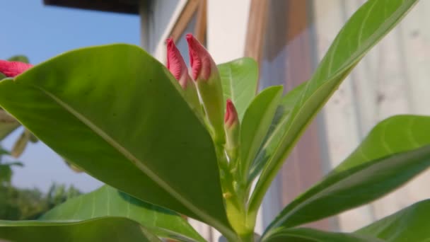 Zöld Levelekkel Körülvett Rózsaszín Virágrügyeket Tartalmazó Ádéniumnövényhajtások Amelyek Élőhelye Sivatag — Stock videók