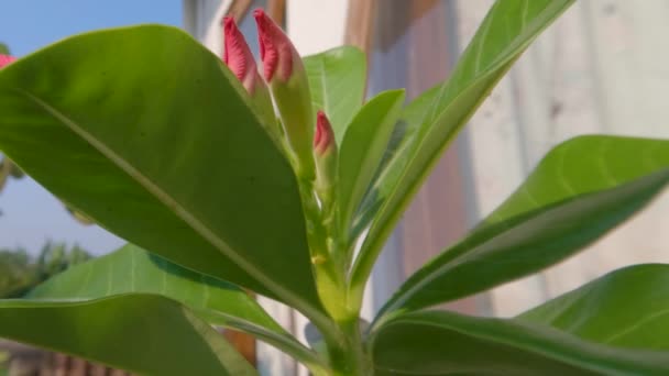 Adenium Plant Shoots Containing Pink Flower Buds Surrounded Green Leaves — Stock Video