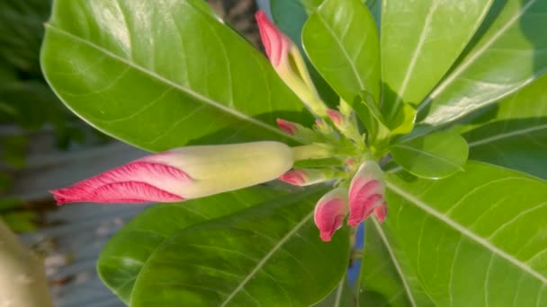 Adenium Plant Shoots Containing Pink Flower Buds Surrounded Green Leaves — Stock Video
