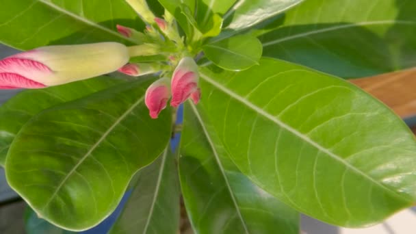 含有粉红花蕾的菊花芽被绿叶环绕 绿叶是一种以沙漠为栖息地的植物 它生长在一个盆中 — 图库视频影像