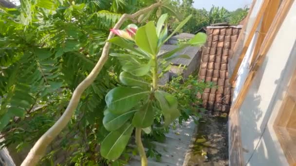 Adenium Plant Shoots Containing Pink Flower Buds Surrounded Green Leaves — Videoclip de stoc