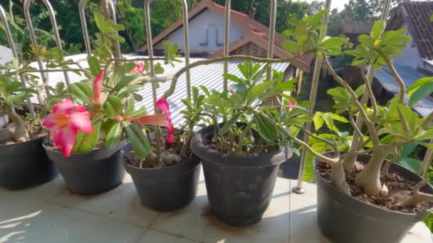 Baris Bunga Adenium Berbunga Merah Muda Ditanam Pot Sebagai Hiasan — Stok Video