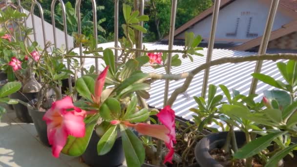 Rijen Van Roze Bloeiende Adenium Bloemen Geplant Potten Als Decoratie — Stockvideo
