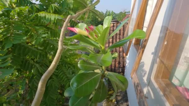 Adenium Plant Scheuten Met Roze Bloemknoppen Omgeven Door Groene Bladeren — Stockvideo