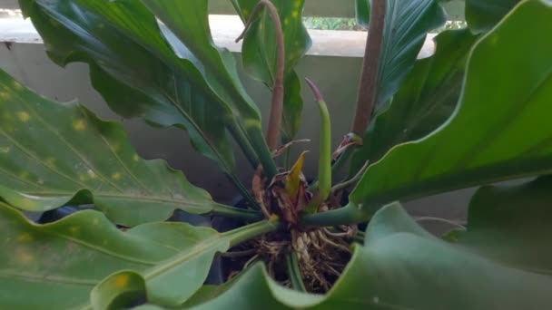 Anthurium Plant Grown Pot Showing Talent Purple Flowers Leaves Wavy — Stok video