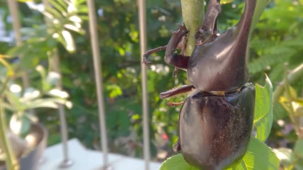 Horn Beetle Resting Branch Plant Animal Brown Has Horns Pest — Stock Video