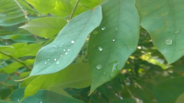 Die Spitze Des Zweiges Der Bilimbi Pflanze Mit Dichten Grünen — Stockvideo