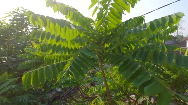 Tip Twig Bilimbi Plant Dense Green Leaves Leaves Small Thin — Stok video