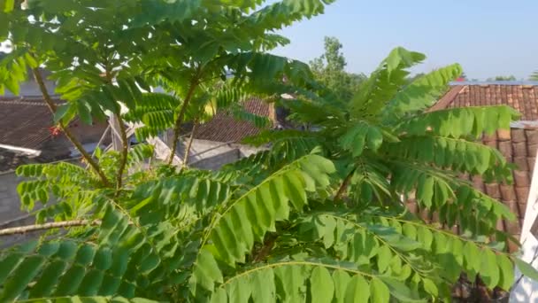 Tip Twig Bilimbi Plant Dense Green Leaves Leaves Small Thin — Stockvideo