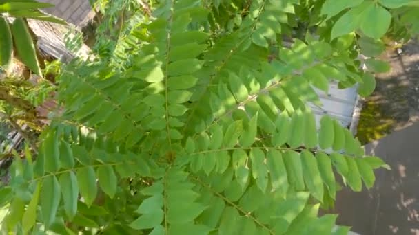 Tip Twig Bilimbi Plant Dense Green Leaves Leaves Small Thin — Stockvideo