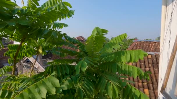 Άκρη Του Κλαδιού Του Φυτού Bilimbi Πυκνά Πράσινα Φύλλα Φύλλα — Αρχείο Βίντεο