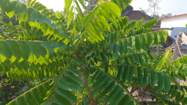 Tip Twig Bilimbi Plant Dense Green Leaves Leaves Small Thin — Vídeo de stock