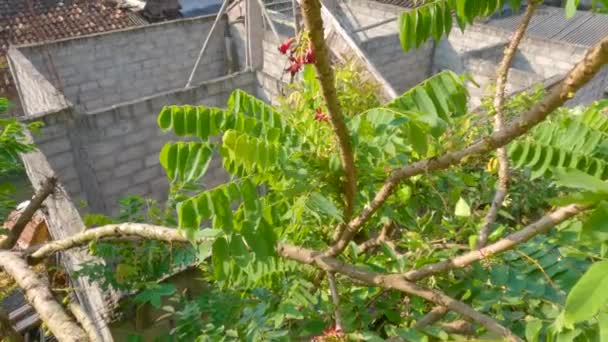 Tips Branches Bilimbi Plant Dense Green Leaves Starting Flower Red — Stockvideo