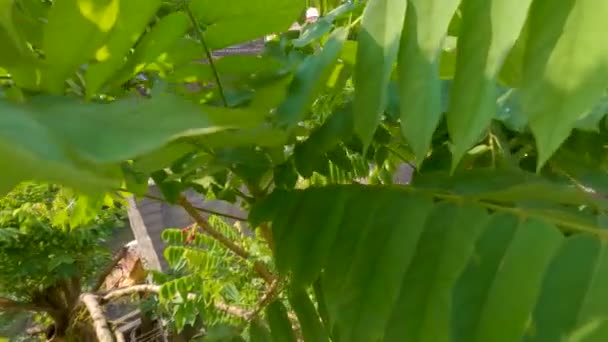 Tips Branches Bilimbi Plant Dense Green Leaves Starting Flower Red — Stok video
