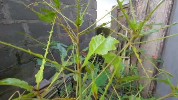 Greggi Bruchi Hanno Finito Foglie Della Pianta Ketepeng Bruco Striato — Video Stock