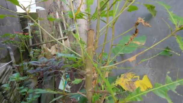 Κοπάδια Κάμπια Έχουν Τελειώσει Φύλλα Του Φυτού Σωματοφυλάκων Ριγωτή Κάμπια — Αρχείο Βίντεο