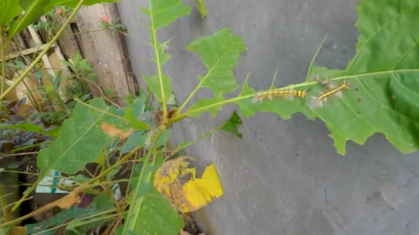 Caterpillar Flocks Have Finished Leaves Ketepeng Plant Striped Caterpillar Commodity — Stockvideo