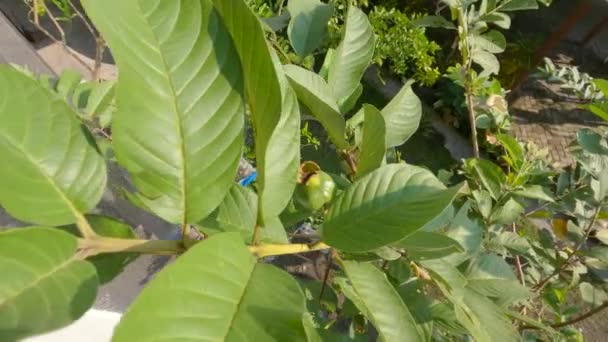 Άκρη Του Φυτού Guava Που Αποτελείται Από Μια Διάταξη Πράσινων — Αρχείο Βίντεο