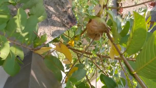 Tip Guava Plant Which Consists Arrangement Green Leaves Sometimes Flowers — Stockvideo