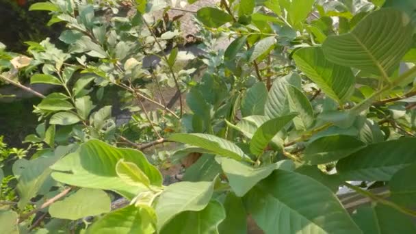 Tip Guava Plant Which Consists Arrangement Green Leaves Sometimes Flowers — Stok video
