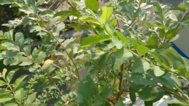 The tip of the Guava plant which consists of an arrangement of green leaves, sometimes flowers and fruit appear in the axils of the leaves, this species is of the guava crystal type.