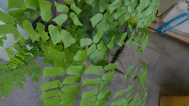 Eğreltiotu bitkileri ya da spor içeren yeşil yapraklı süprizler, evin terasında süs olarak saksılarda yaşarlar, eğer su kaynağı yeterliyse gelişebilirler.