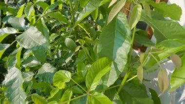 Tabebuya filizleri geniş yeşil yapraklara sahiptir, genellikle parklarda ve yollarda gölge olarak kullanılır, bu türün pembe çiçekleri vardır..