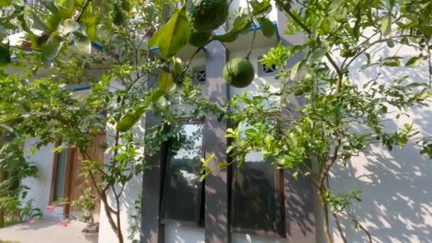 Kaffir Lime Plant Which Has Green Leaves Wrinkled Fruit Skin — Vídeo de Stock