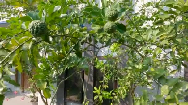 Kaffir Lime Plant Which Has Green Leaves Wrinkled Fruit Skin — Vídeos de Stock
