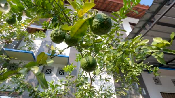Kaffir Lime Plant Which Has Green Leaves Wrinkled Fruit Skin — Video Stock