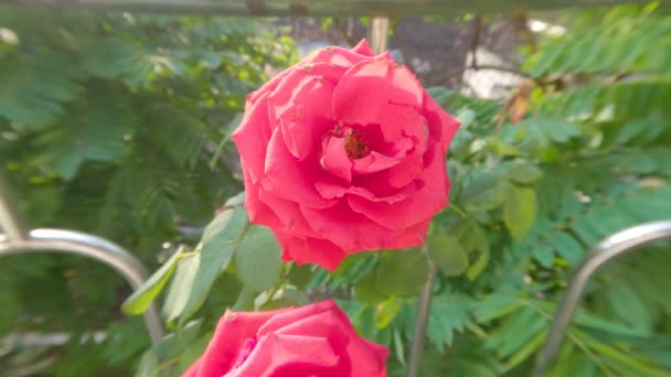 Kwiaty Róży Które Kwitną Czerwone Żyją Doniczkach Jako Dekoracje Tarasie — Wideo stockowe