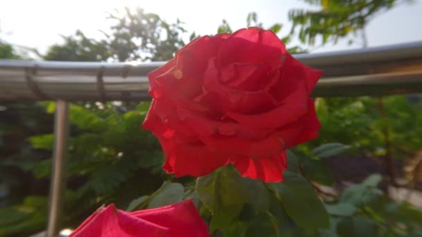 Rose Flower Plants Blooming Red Live Pots Decorations Terrace House — Stockvideo