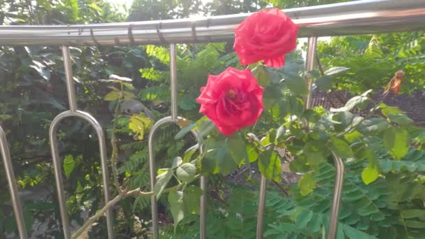 Rose Flower Plants Blooming Red Live Pots Decorations Terrace House — Vídeo de Stock