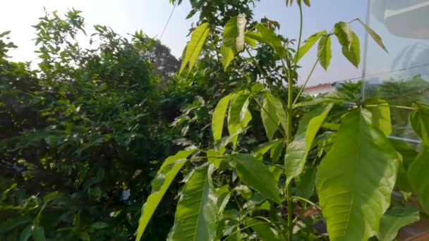 Tabebuya Βλαστοί Που Έχουν Πλατιά Πράσινα Φύλλα Συνήθως Χρησιμοποιούνται Σκιερά — Αρχείο Βίντεο