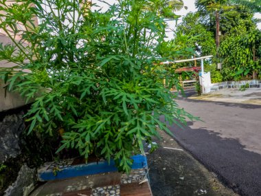 Henüz çiçek açmamış kozmos bitkileri yol kenarında yetişir, yapraklı yeşil yapraklar genellikle taze sebzeler veya pişmiş sebzeler için kullanılır..