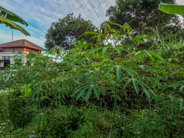 Φυτό Cassava Είναι Ακόμα Νέο Πράσινα Φύλλα Παραδοσιακά Καλλιεργούμενα Στα — Φωτογραφία Αρχείου