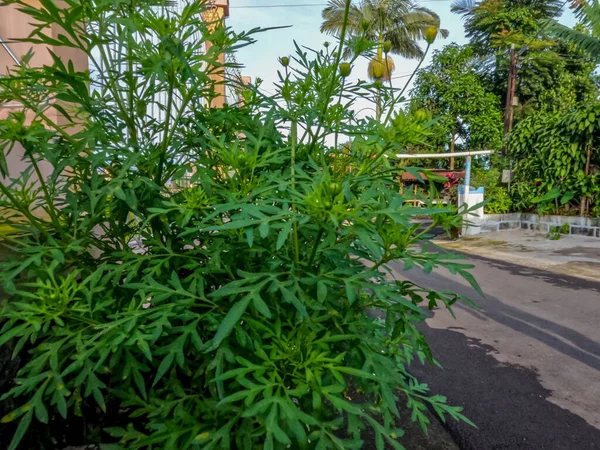 Henüz çiçek açmamış kozmos bitkileri yol kenarında yetişir, yapraklı yeşil yapraklar genellikle taze sebzeler veya pişmiş sebzeler için kullanılır..