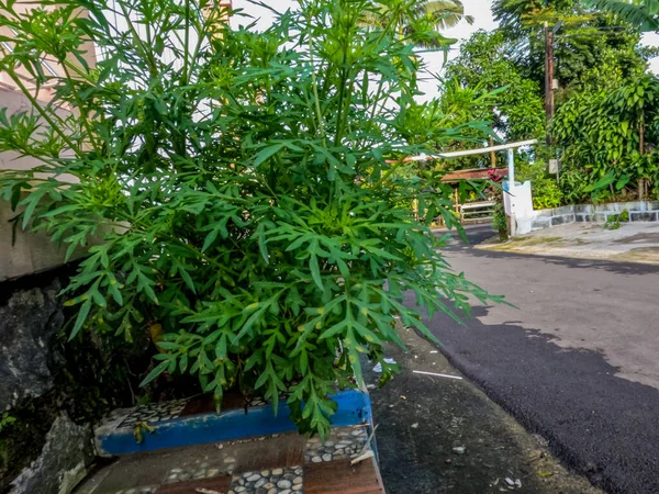 Henüz çiçek açmamış kozmos bitkileri yol kenarında yetişir, yapraklı yeşil yapraklar genellikle taze sebzeler veya pişmiş sebzeler için kullanılır..