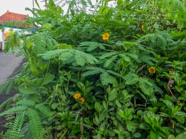 A type of leguminous plant that grows wild on the side of the road, is allowed to grow to decorate the streets in the village, so that it becomes beautiful and fresh.