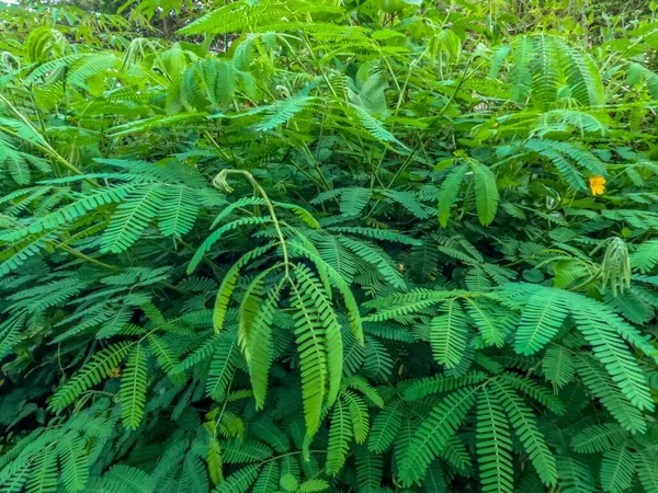 Tipo Planta Leguminosa Que Cresce Selvagem Lado Estrada Permitido Crescer — Fotografia de Stock