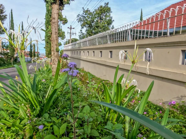 Yol kenarında yetişen örümcek zambağı bitkisi beyaz çiçeklerle çiçek açıyor. Güzel kırsal koşullar.