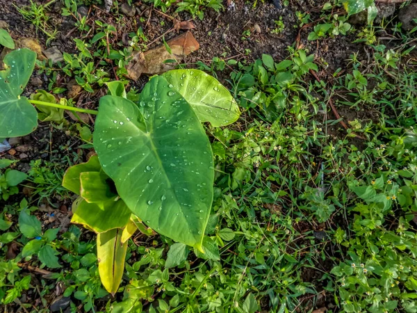 Planta Taro Que Cresce Lado Estrada Tem Folhas Verdes Largas — Fotografia de Stock