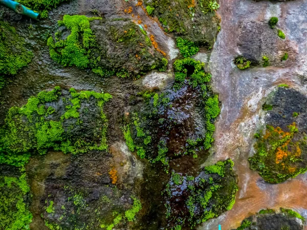 Walls Garden Cement Natural Stone Overgrown Moss Decorations Present Natural — Stock Fotó