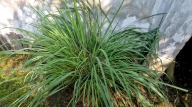 Lemongrass plants planted in the yard of the house, small rough green leaves with slightly sharp edges, for cooking spices and medicines