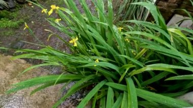 The drizzle that fell wet the Yellow Iris plants planted in the yard, the tropics have high rainfall