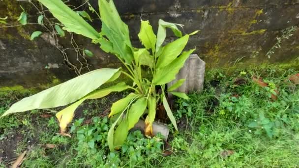 Aromatic Ginger Plant Grown Yard House Has Thin Broad Leaves — 비디오