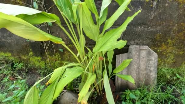 Aromatic Ginger Plant Grown Yard House Has Thin Broad Leaves — Stockvideo